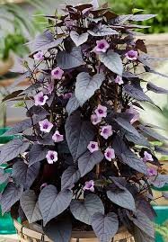 Sweet Potato Vine
